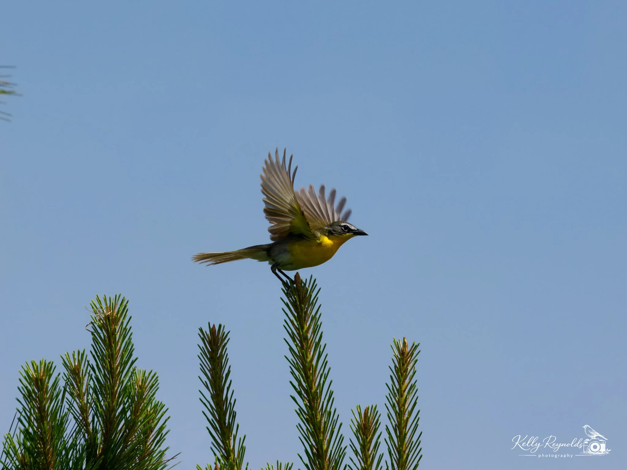 Yellow-breasted Chat-2.jpg