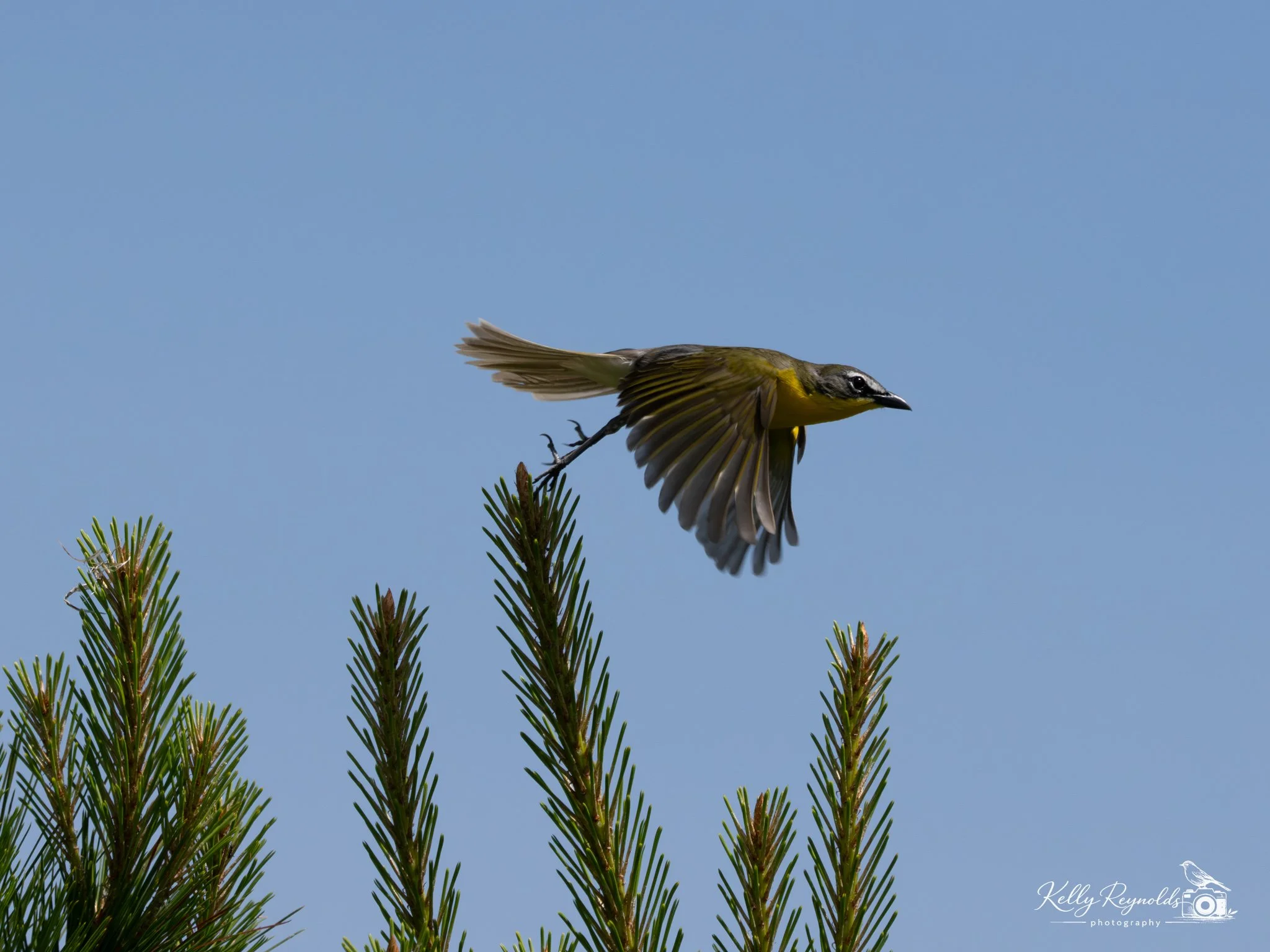 Yellow-breasted Chat-3.jpg
