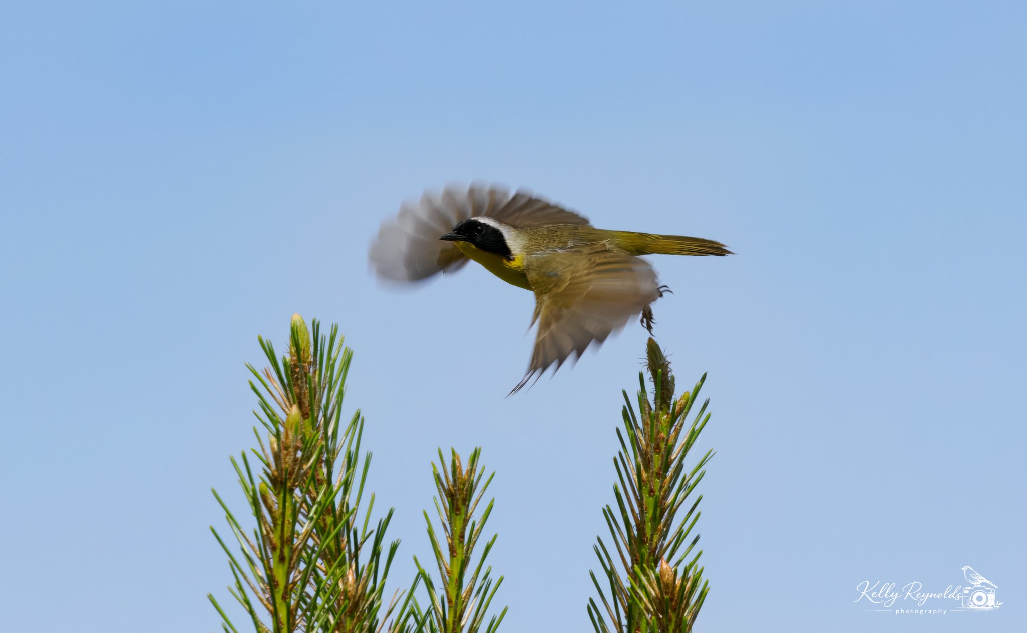 Common Yellow-1.jpg