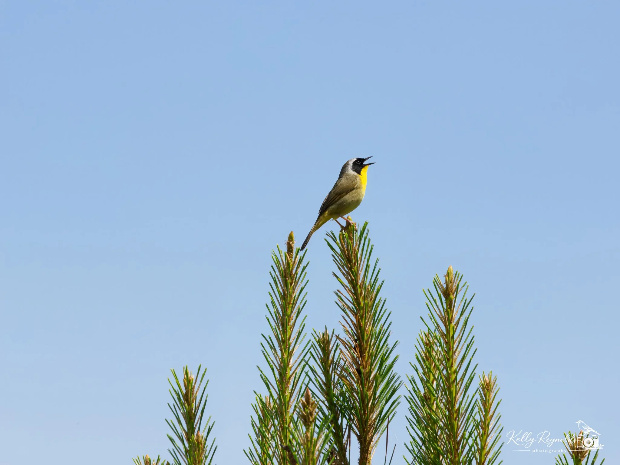 Common Yellow-2.jpg