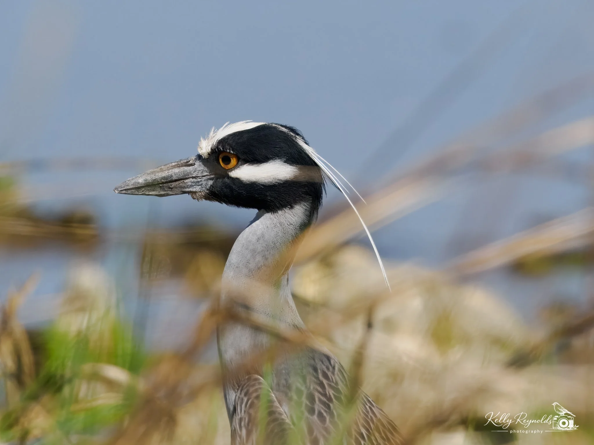 night heron-1.jpg