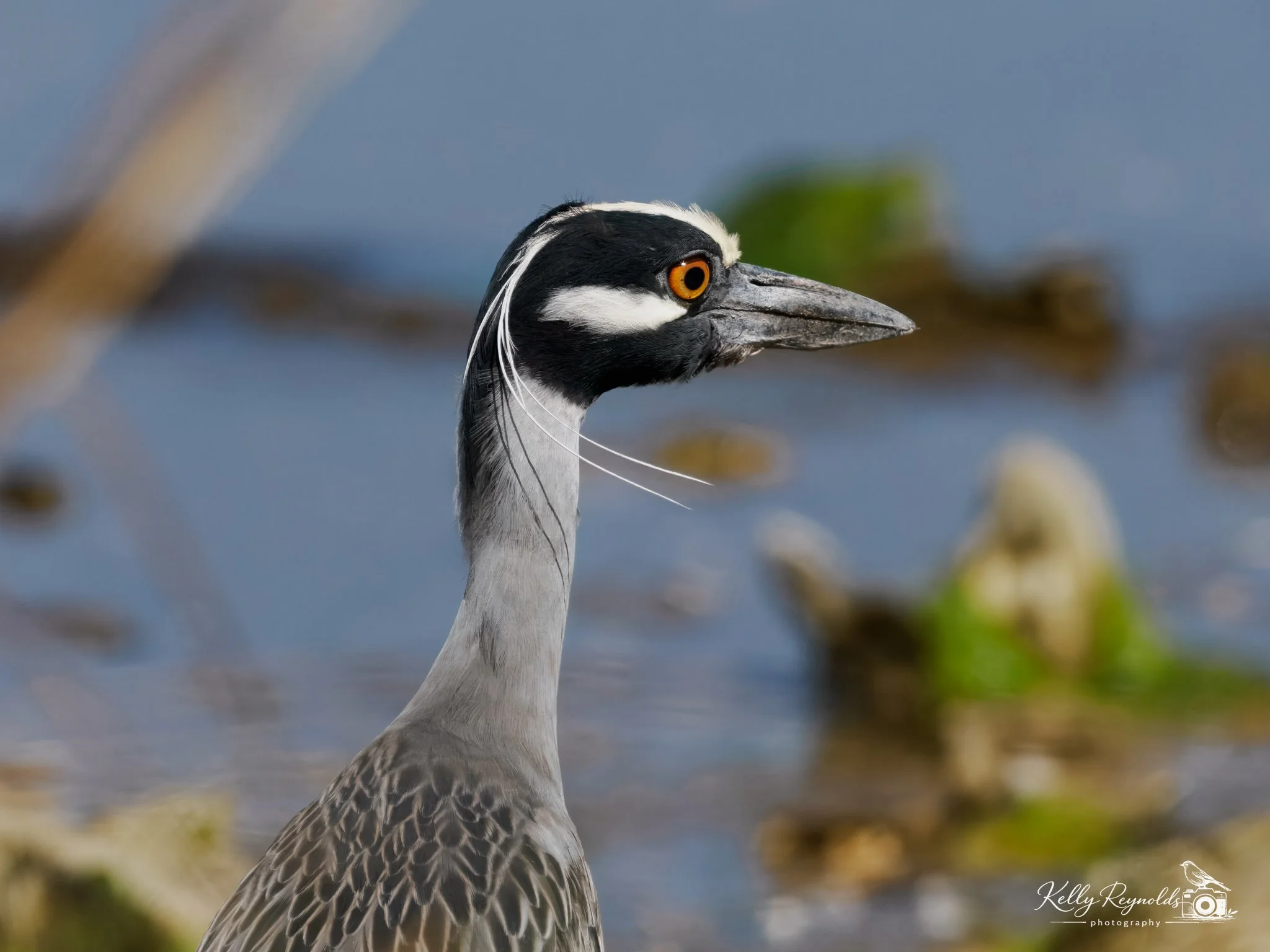 night heron-2.jpg