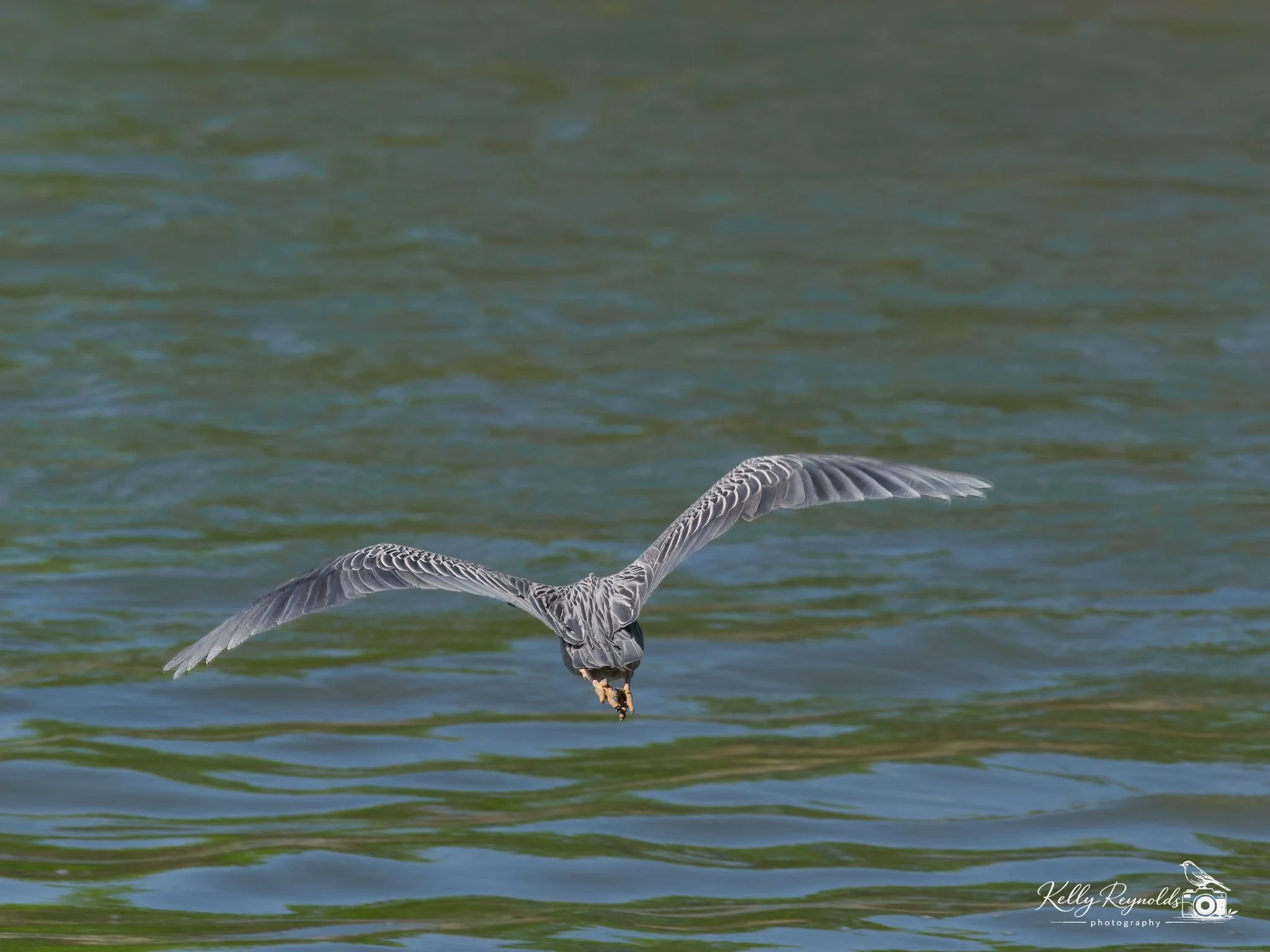 night heron-4.jpg