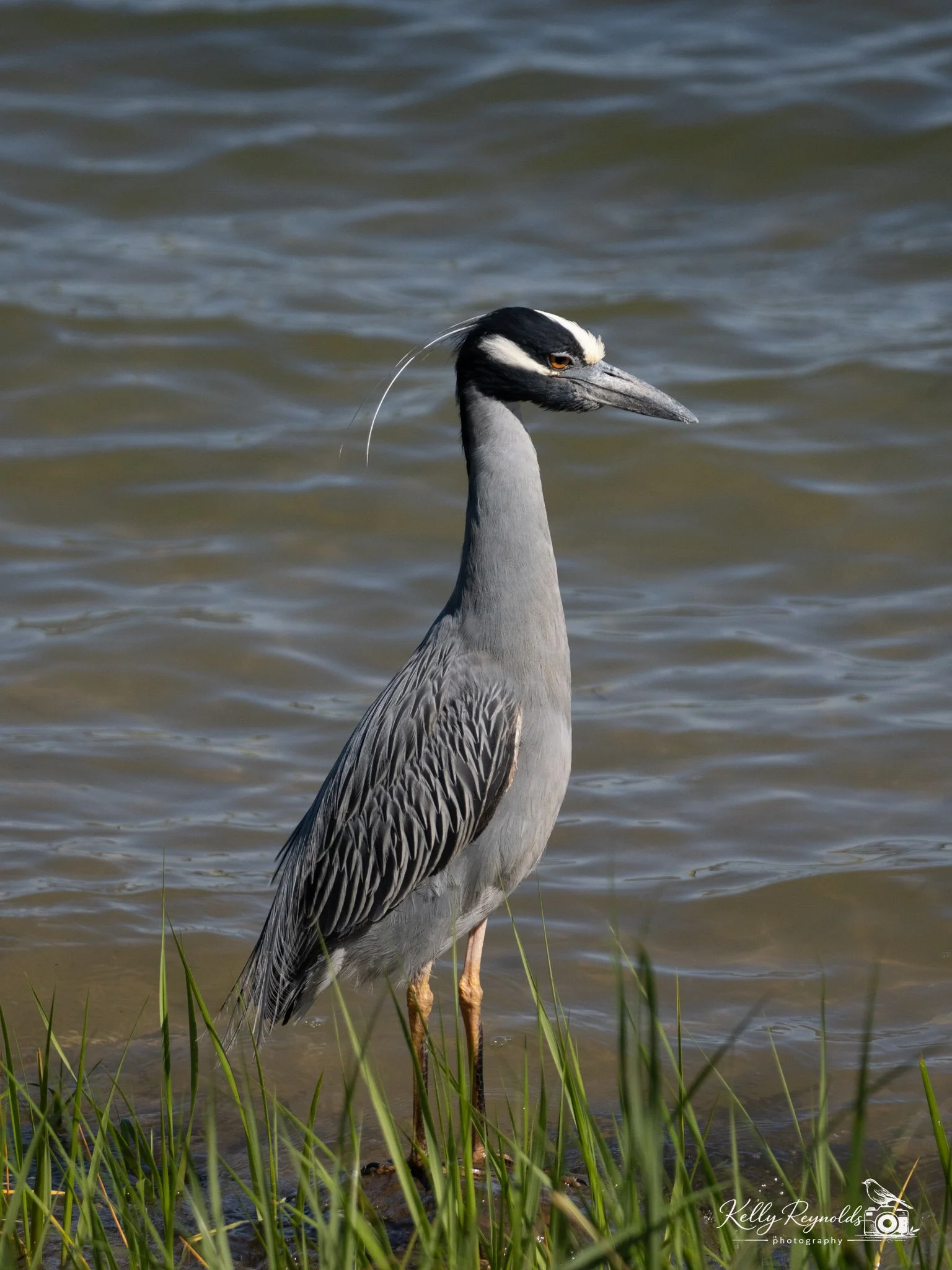 night heron-5.jpg