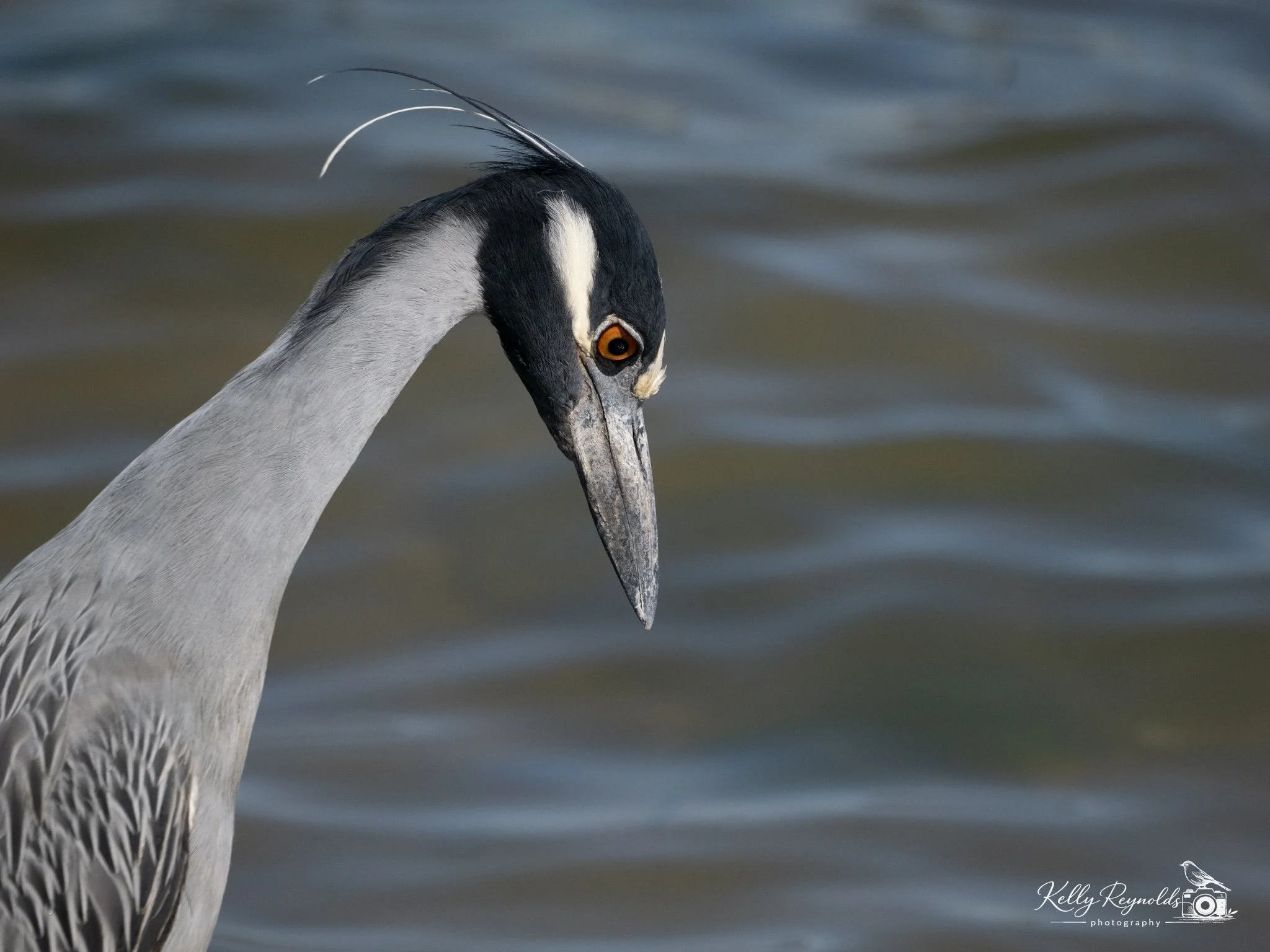 night heron-6.jpg