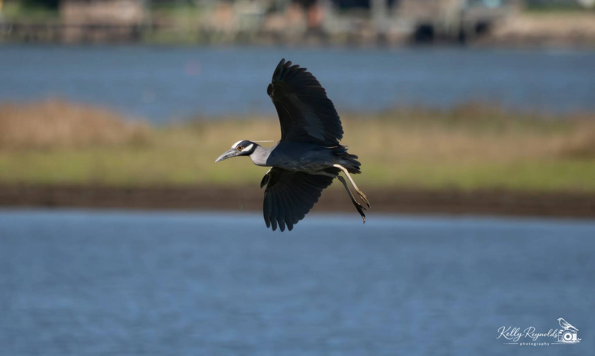 night heron-7.jpg