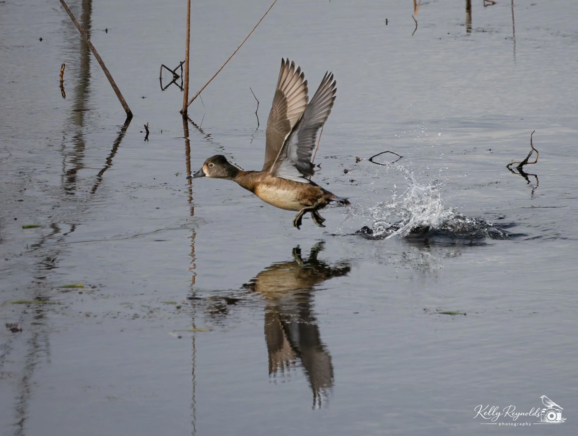 Ring-necked Duck Olympics