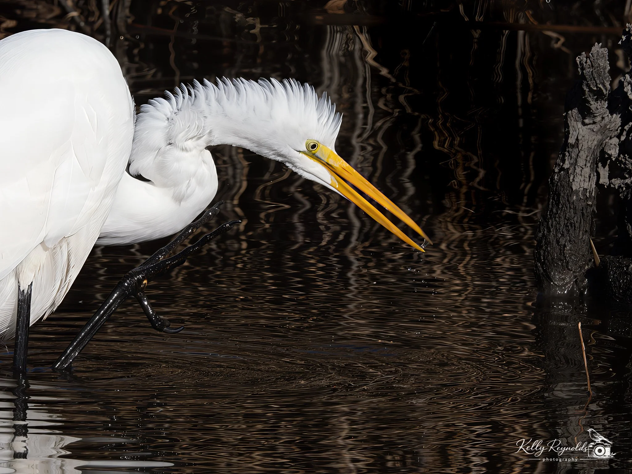 Great White Egret Feeding