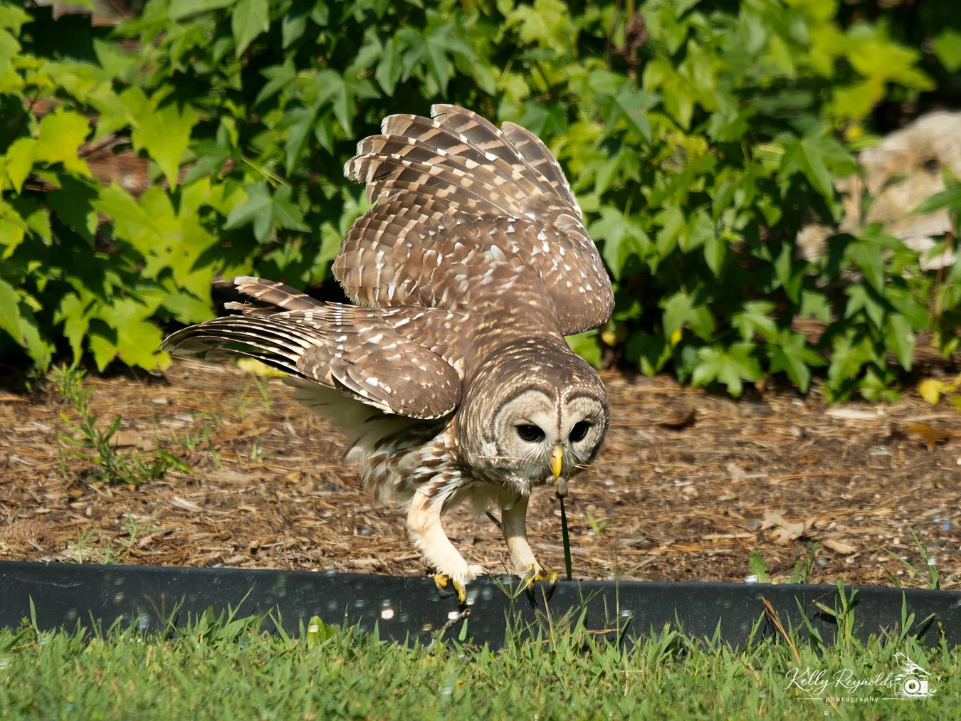 Barred Owl 9.2026 -1.jpg