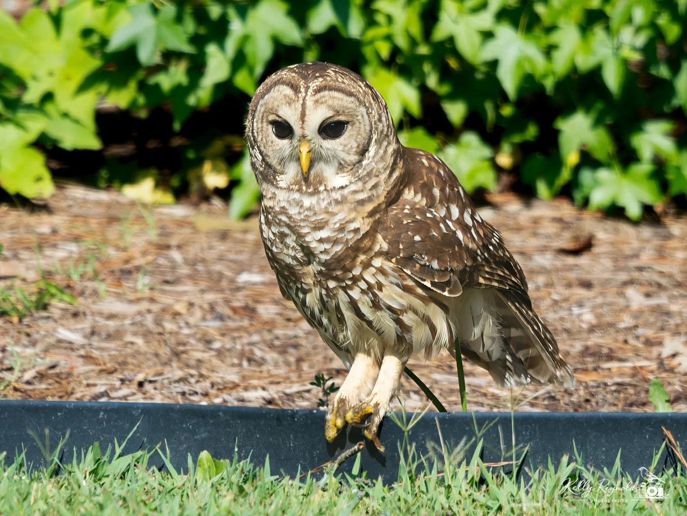 Barred Owl Visits the Bluff