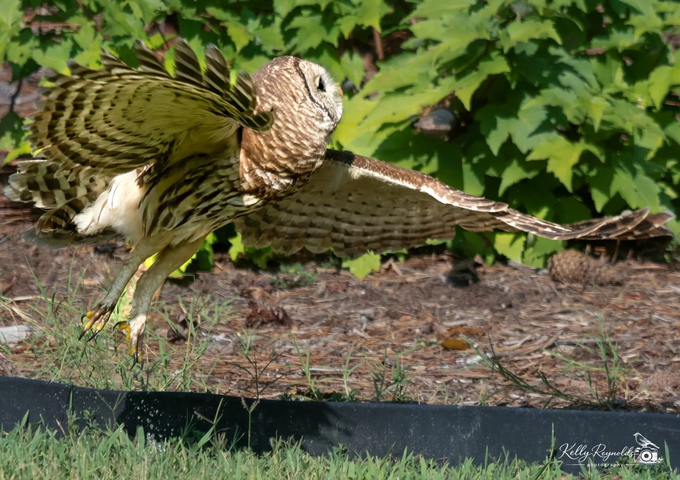 Barred Owl 9.2026 -3.jpg
