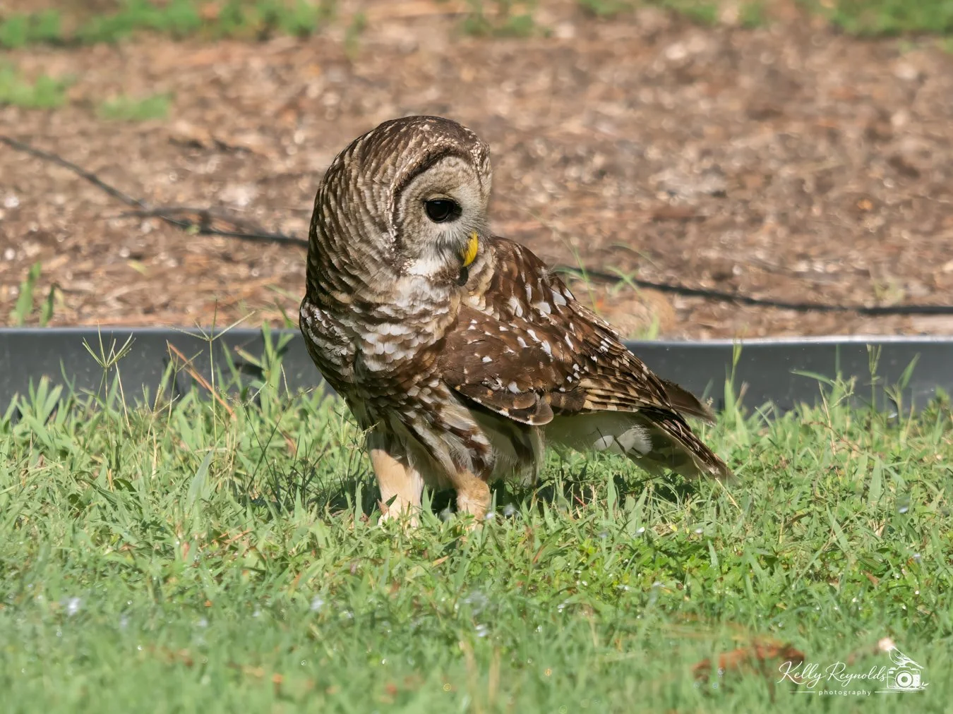 Barred Owl 9.2026 -4.jpg