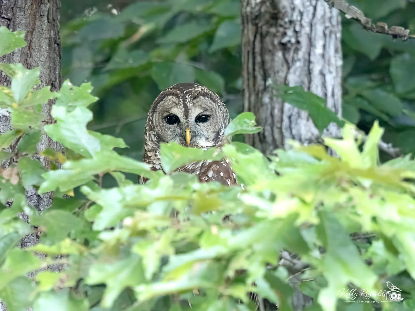 Barred Owl 9.2026 -5.jpg