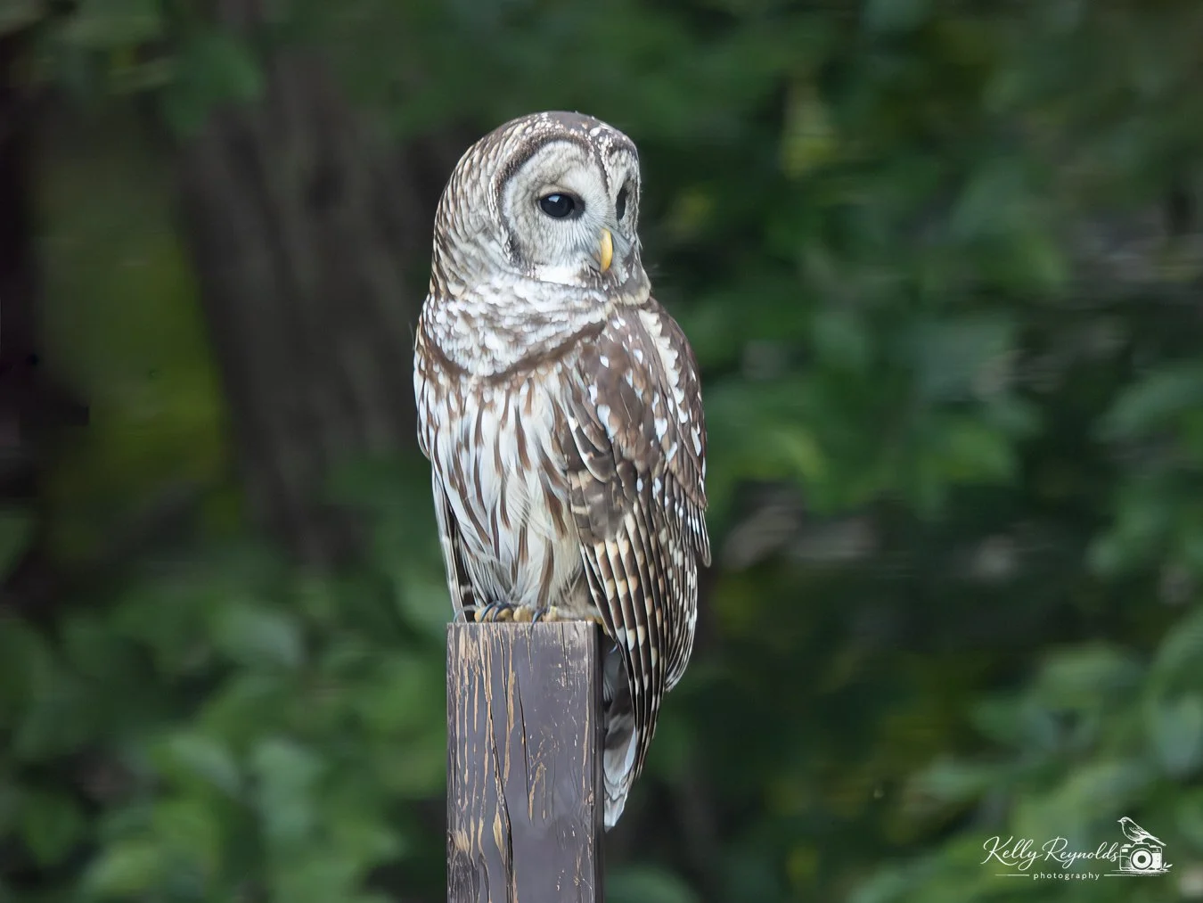 Barred Owl 9.2026 -6.jpg