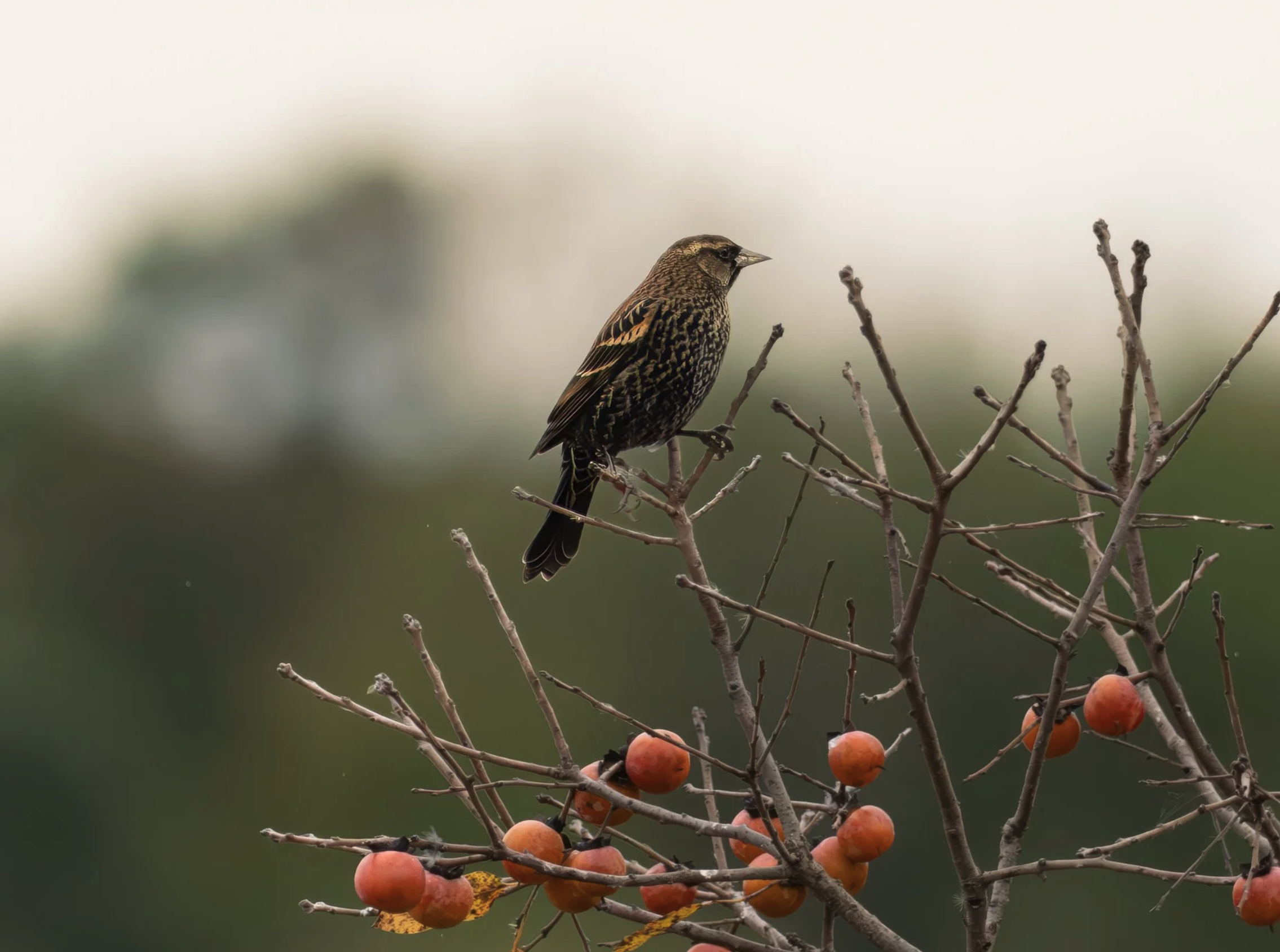 Female Red-wing Blackbird