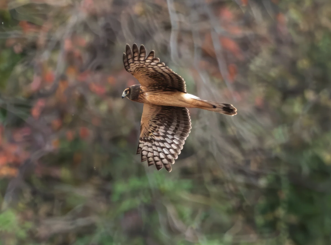 Northern Harrier - Life Bird