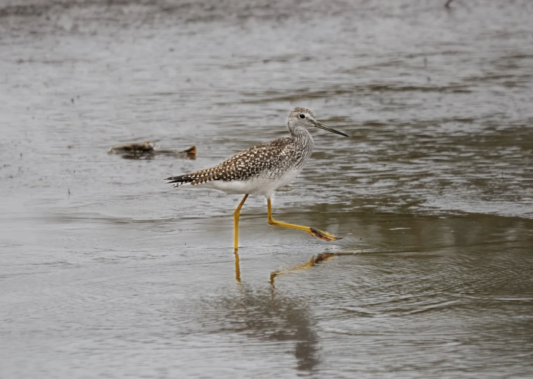 Greater Yellowlegs