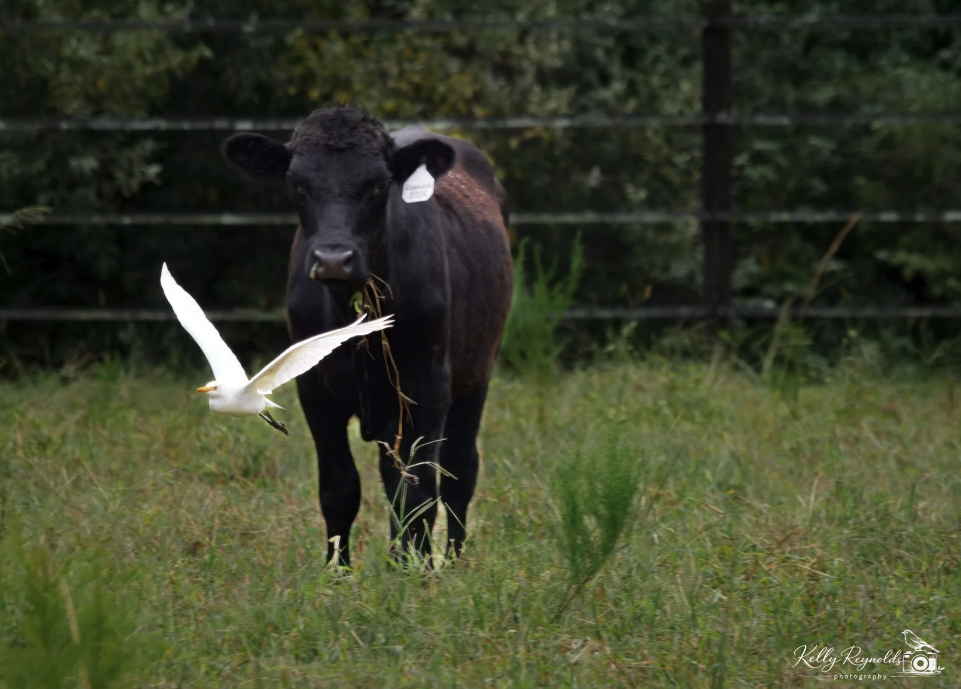 Cattle Egret Among the Cattle