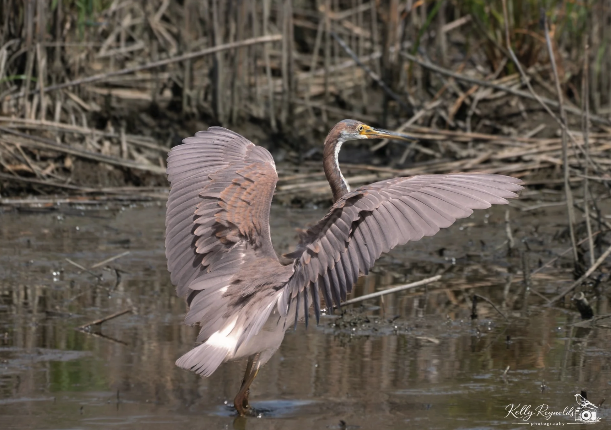 Tri-colored Heron - Lifer