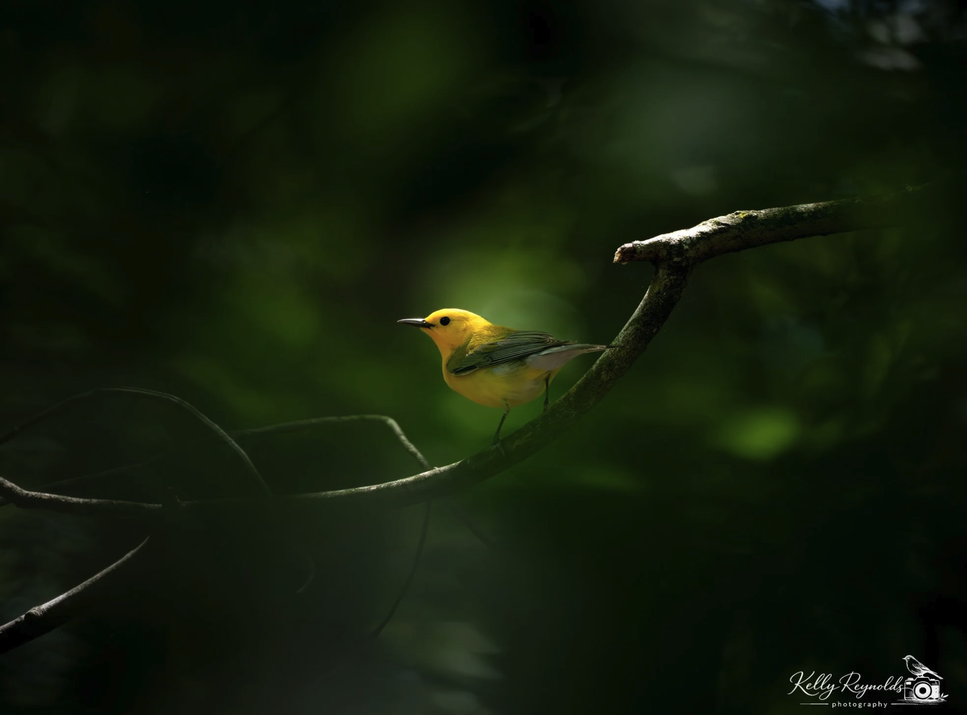 Prothonotary Warbler in the Trees