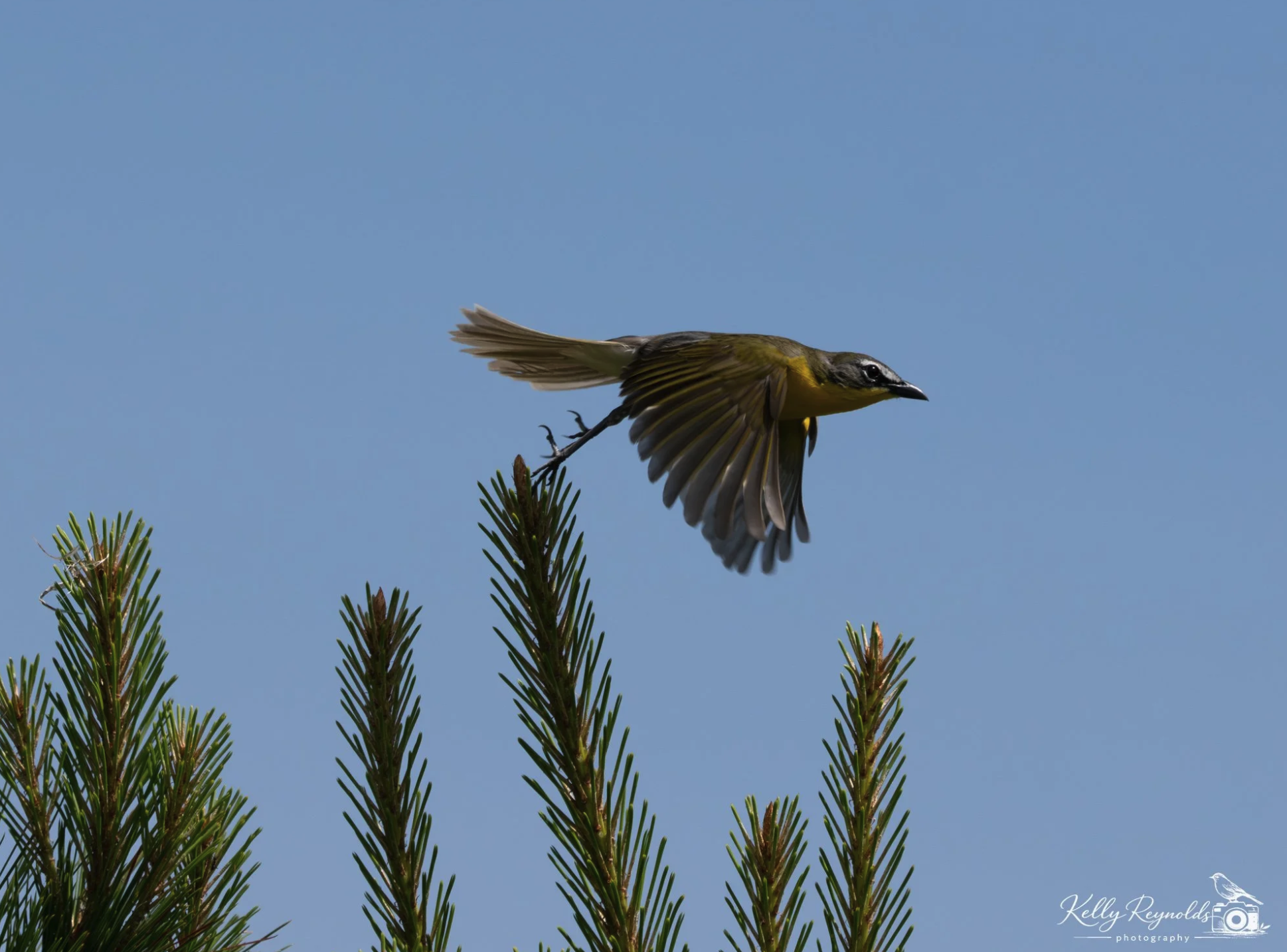 Yellow-breasted Chat - Lifer