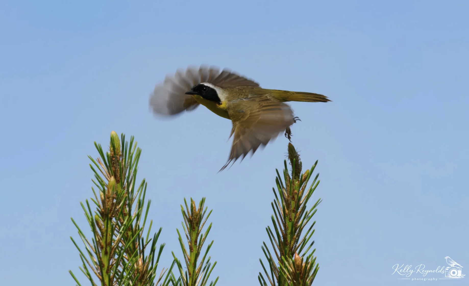 Common Yellow-throat - Lifer