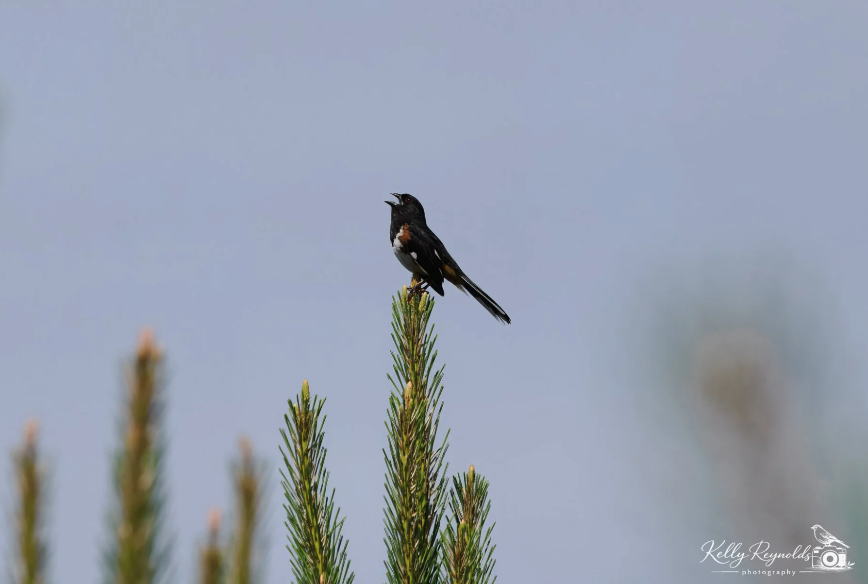 Eastern Towhee - Lifer