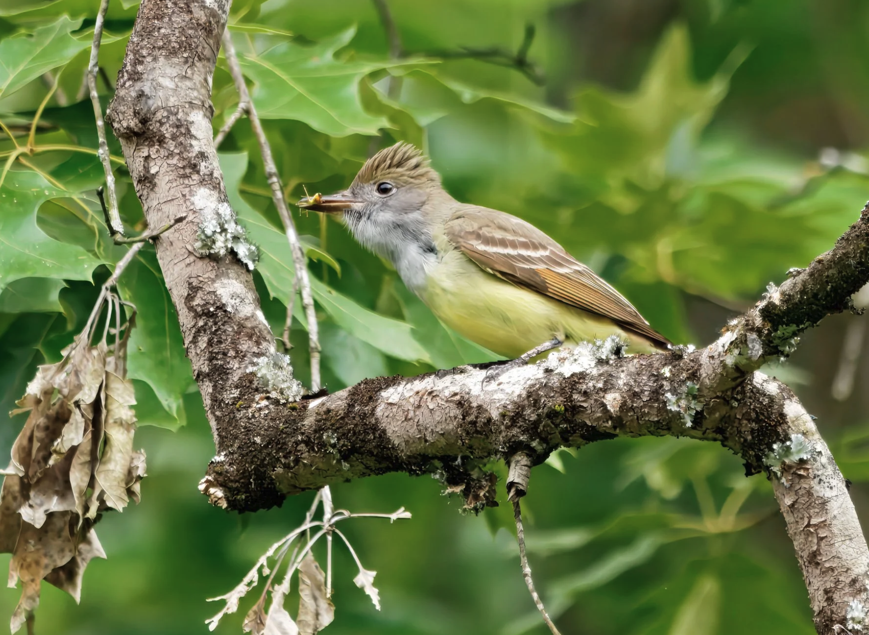 Great-Crested Flycatcher - Lifer