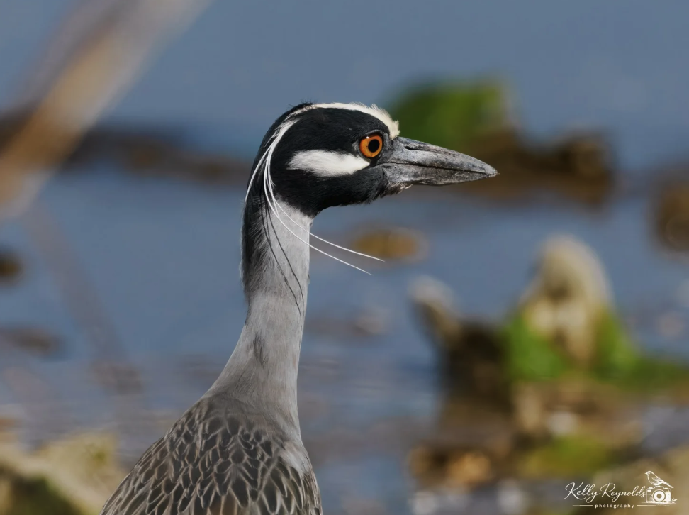 Yellow-crowned Night Heron - Lifer