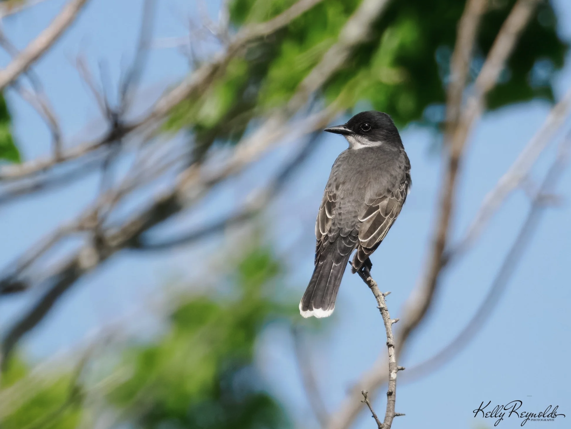 Eastern Kingbird - Lifer