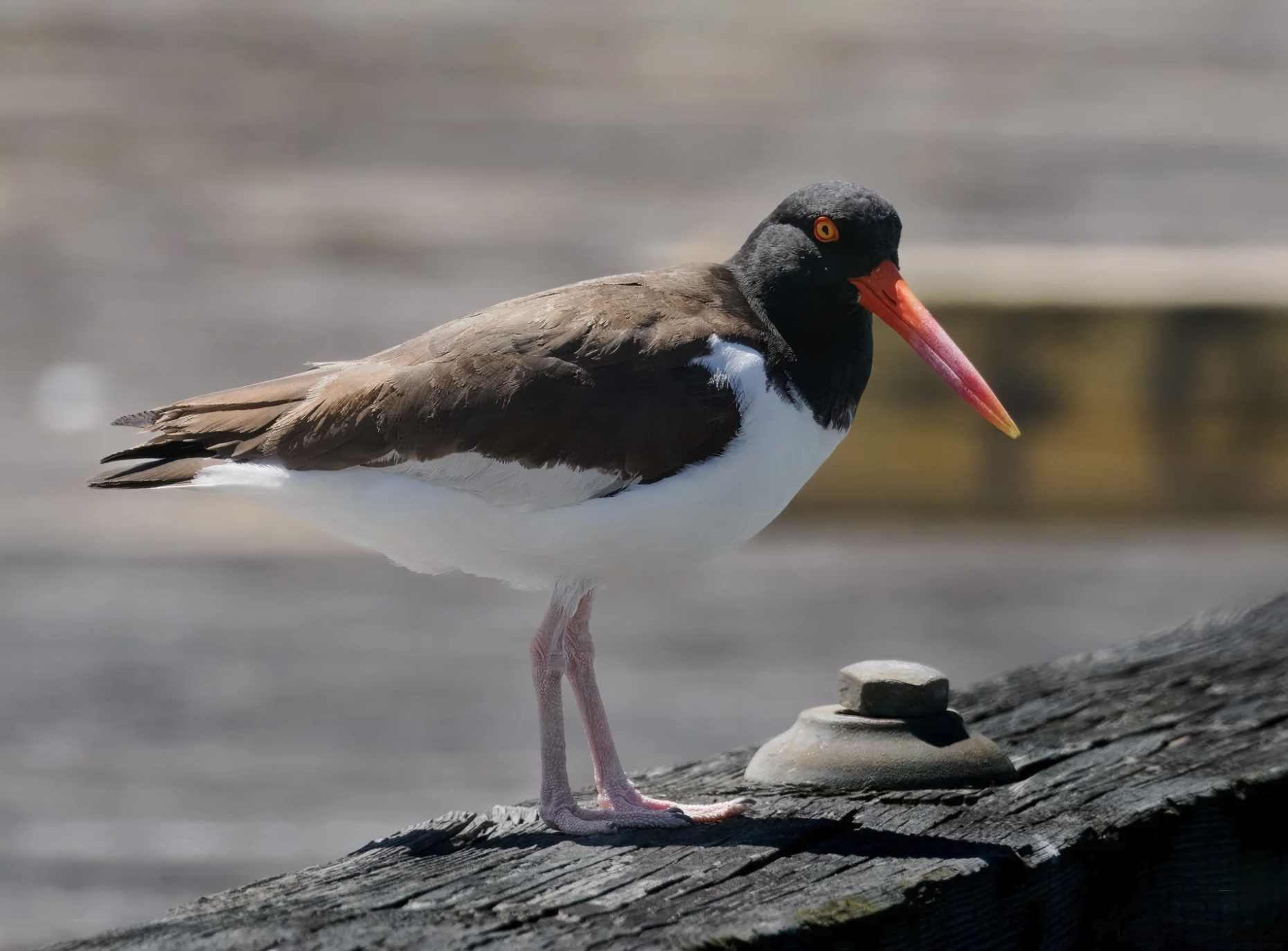 Fort Monroe Oystercatchers