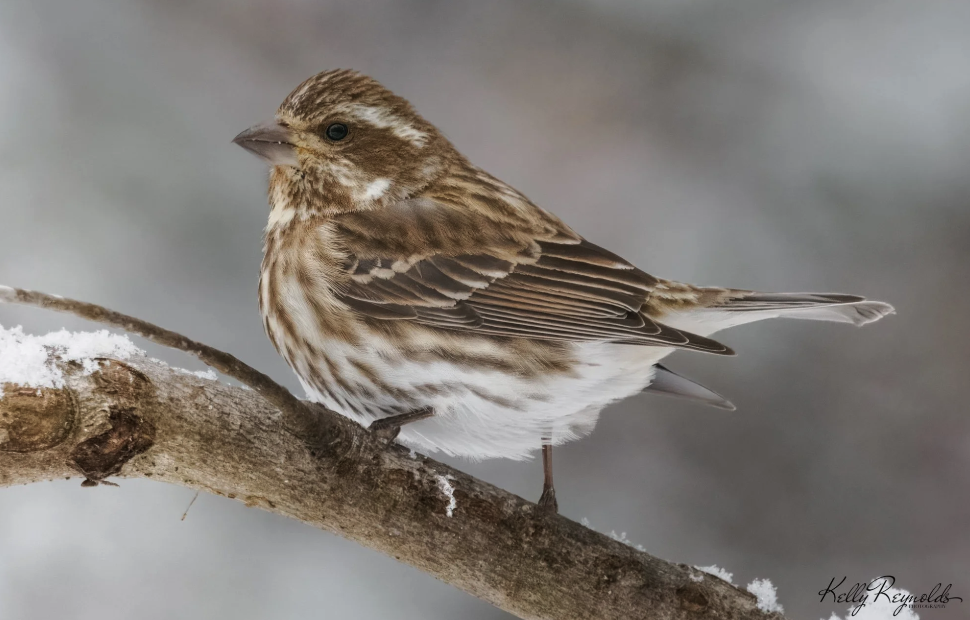 Female Purple Finch