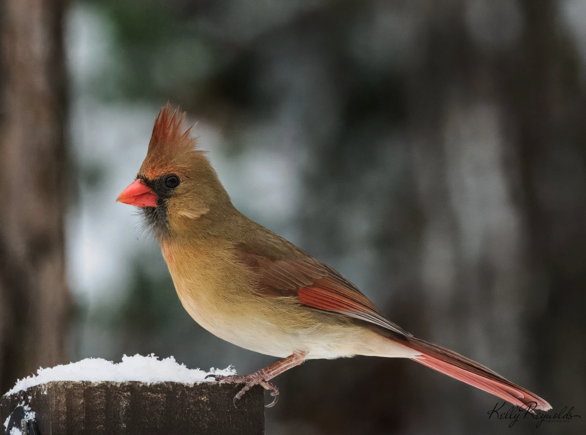 Classic Female Cardinal Poses in the Snow
