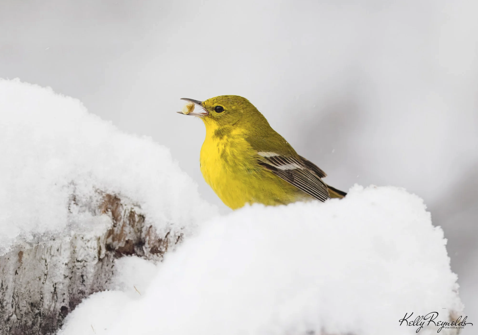Pine Warblers in the Snow