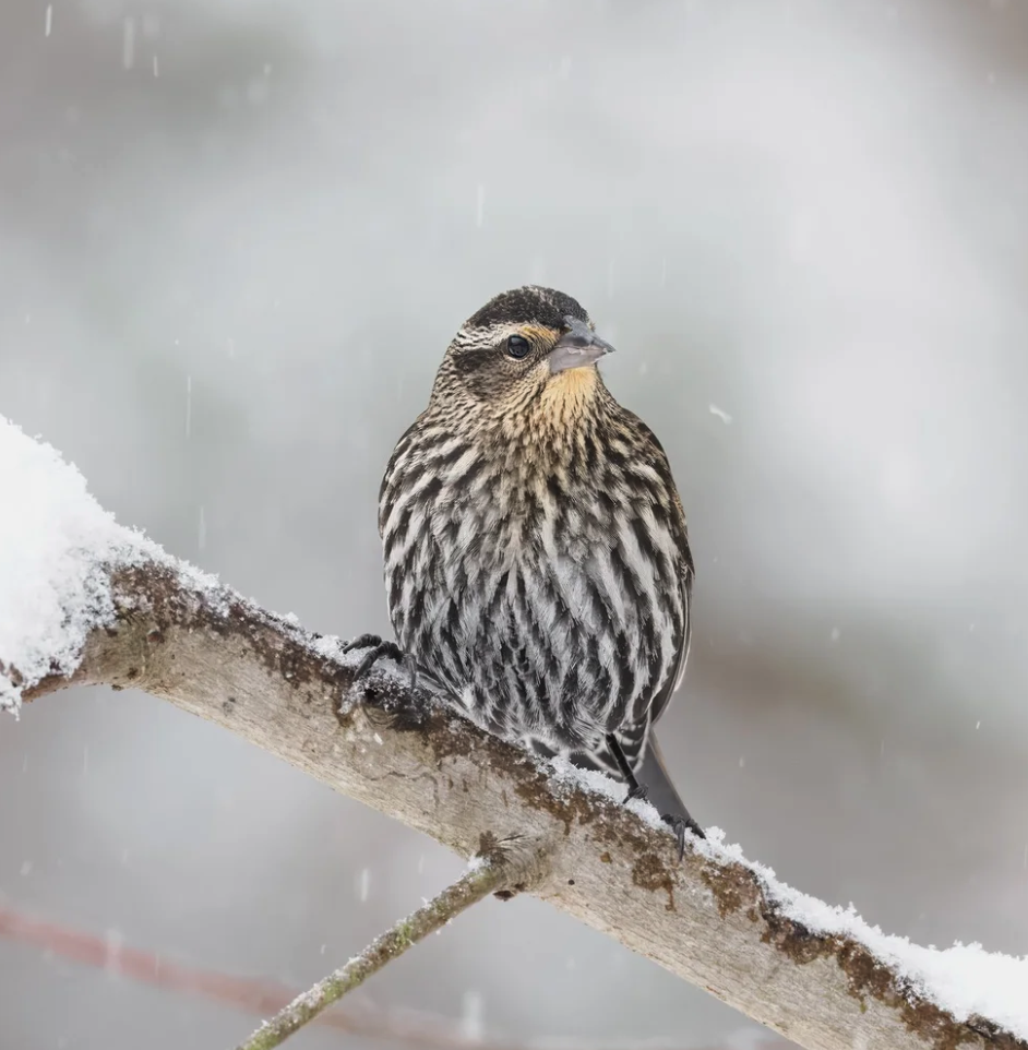 Female Red-winged Blackbirds
