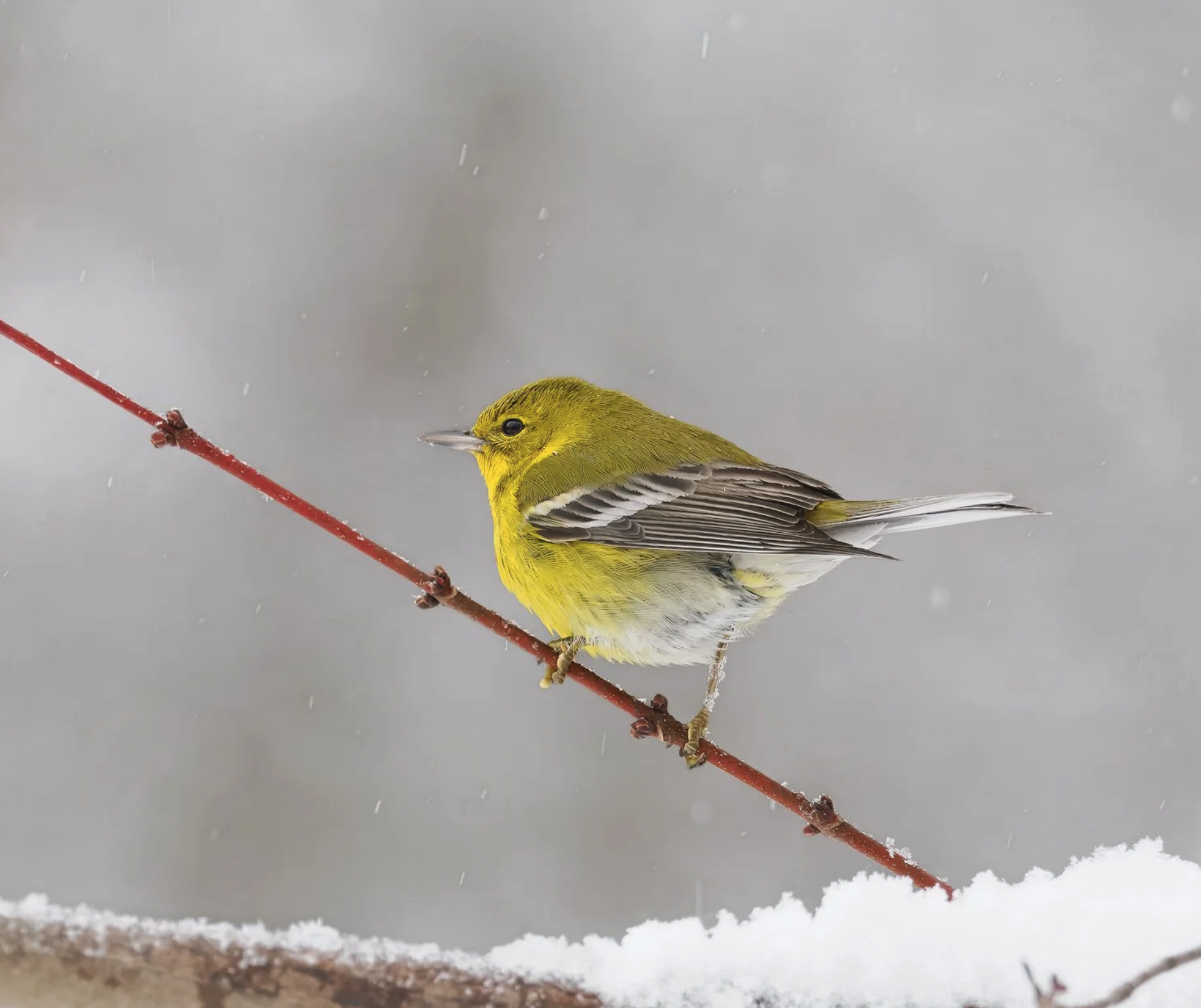 Color against drab skies - Pine Warblers