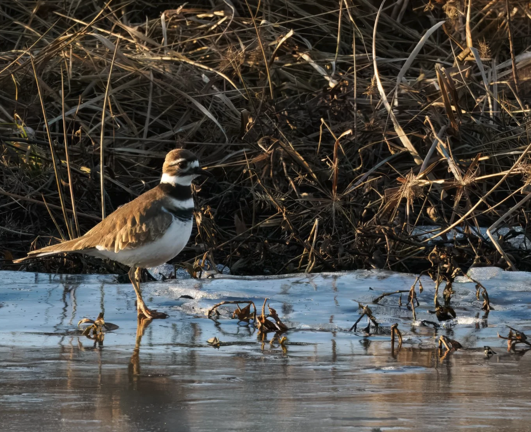 Killdeer Surprise Photos Shoot