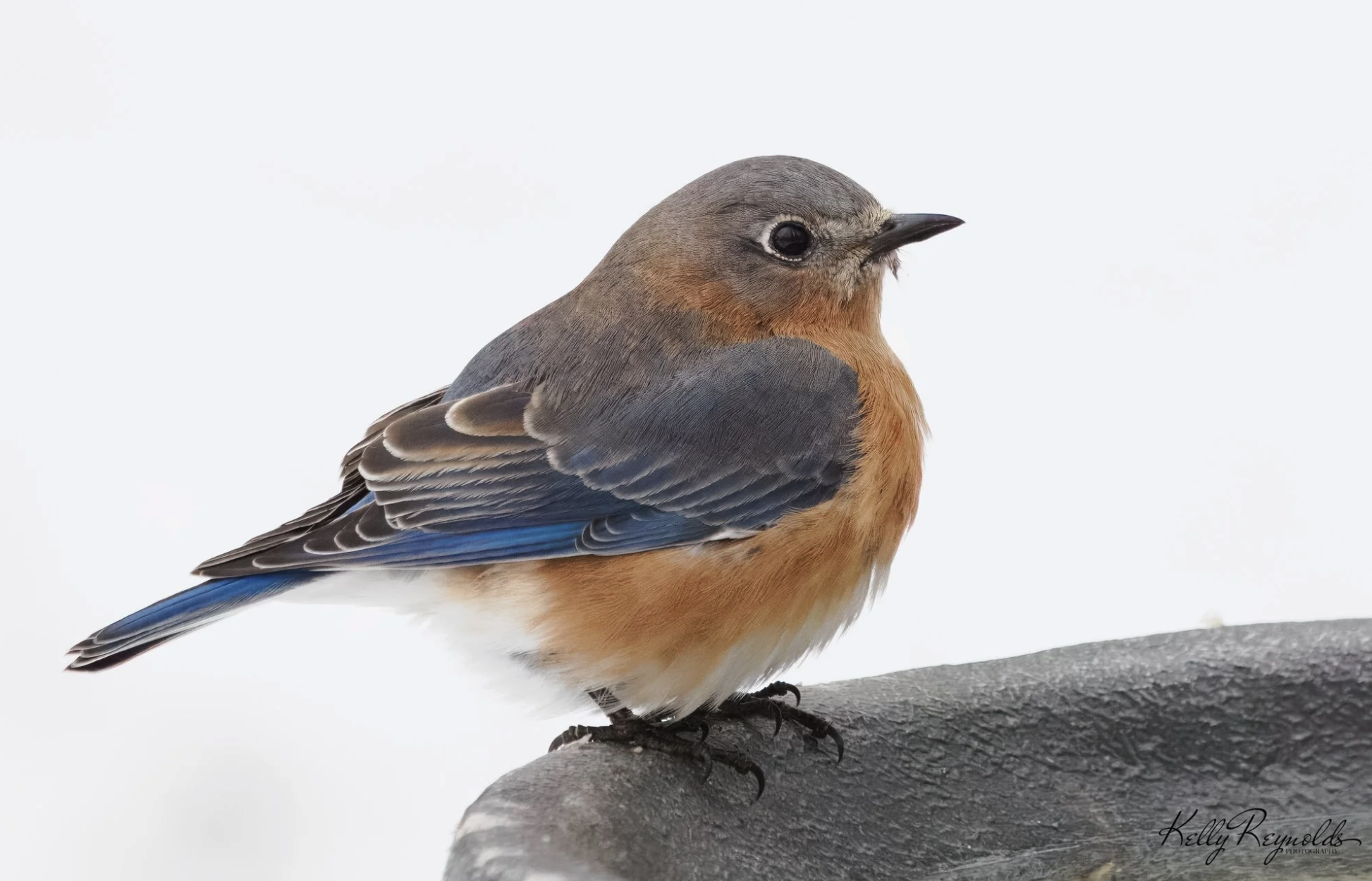 Eastern Bluebird
