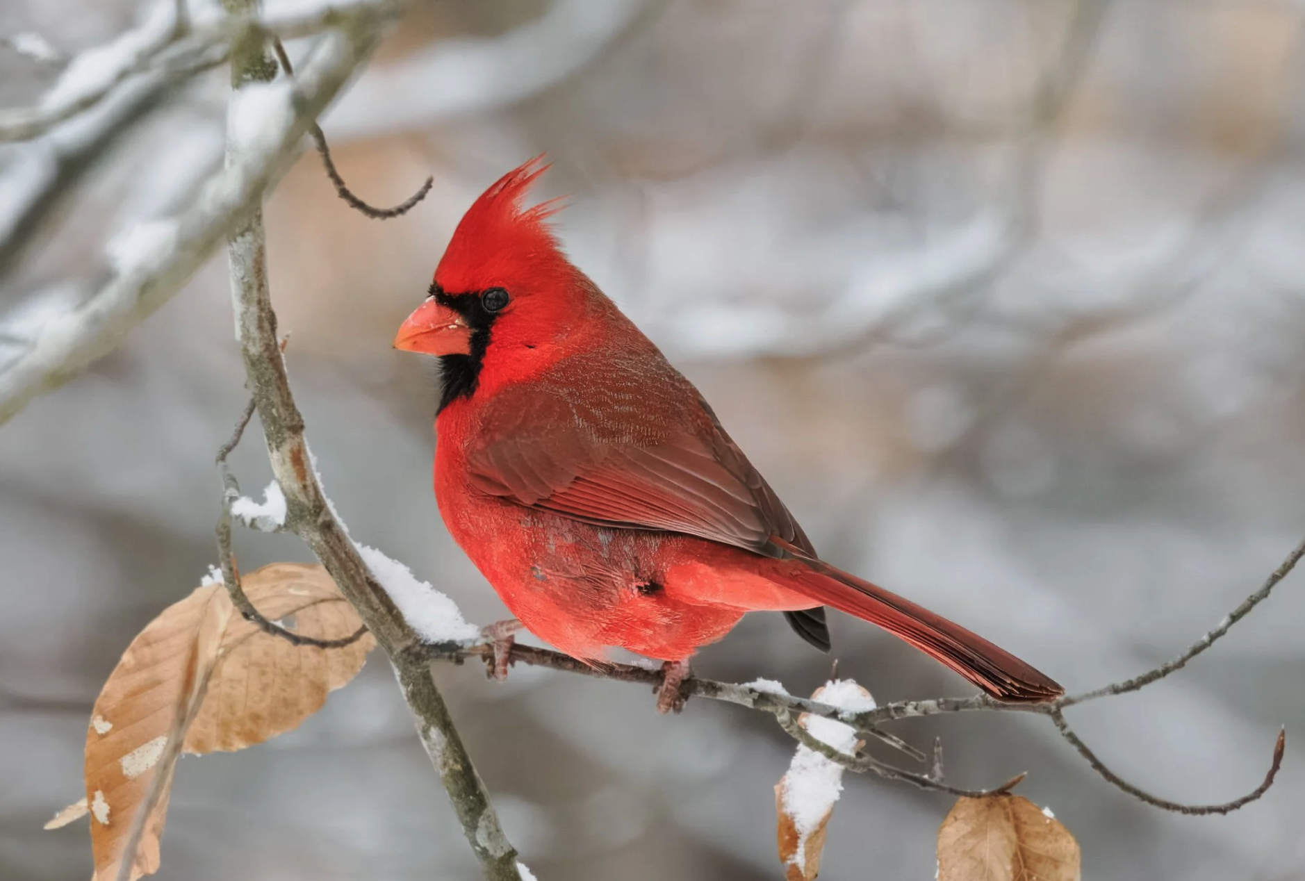 Classic Male Cardinal Shots