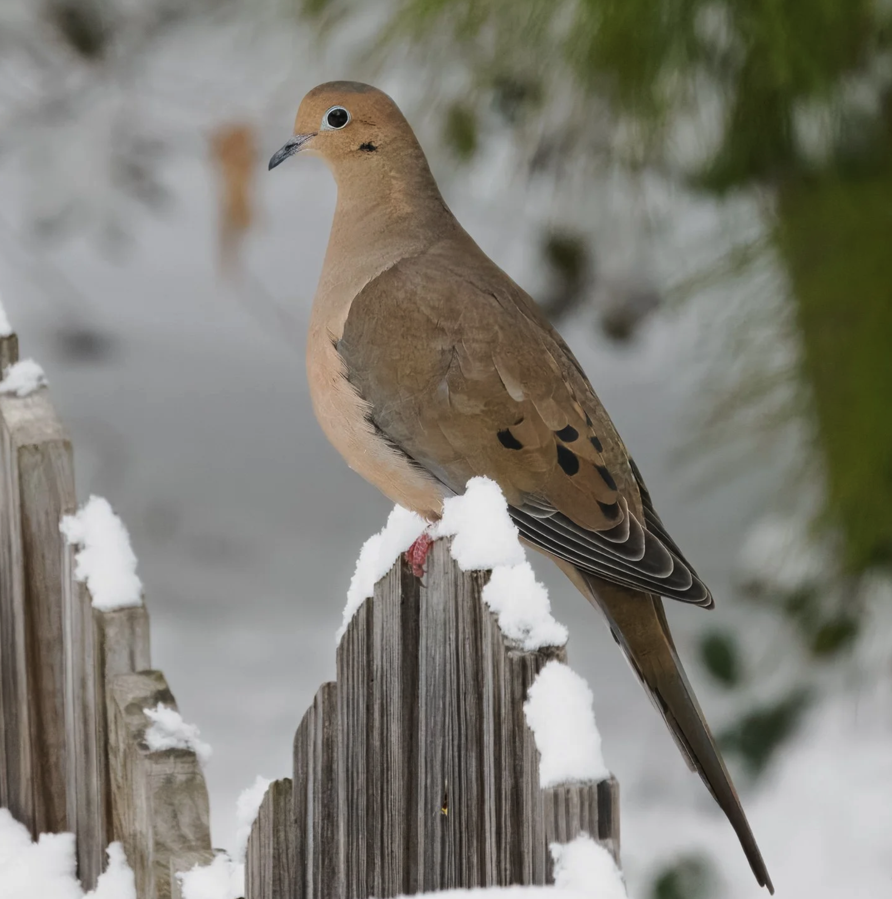 Mourning Doves Taking in the View