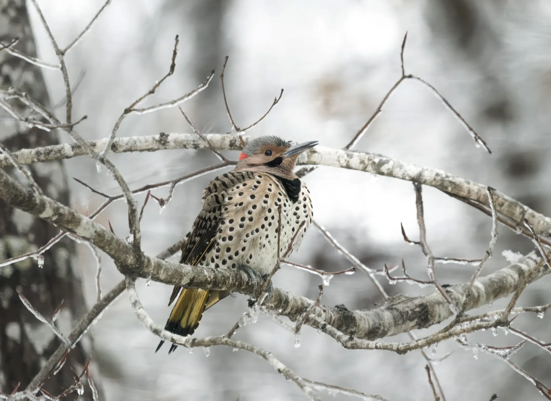 Northern Flickers on Icicles