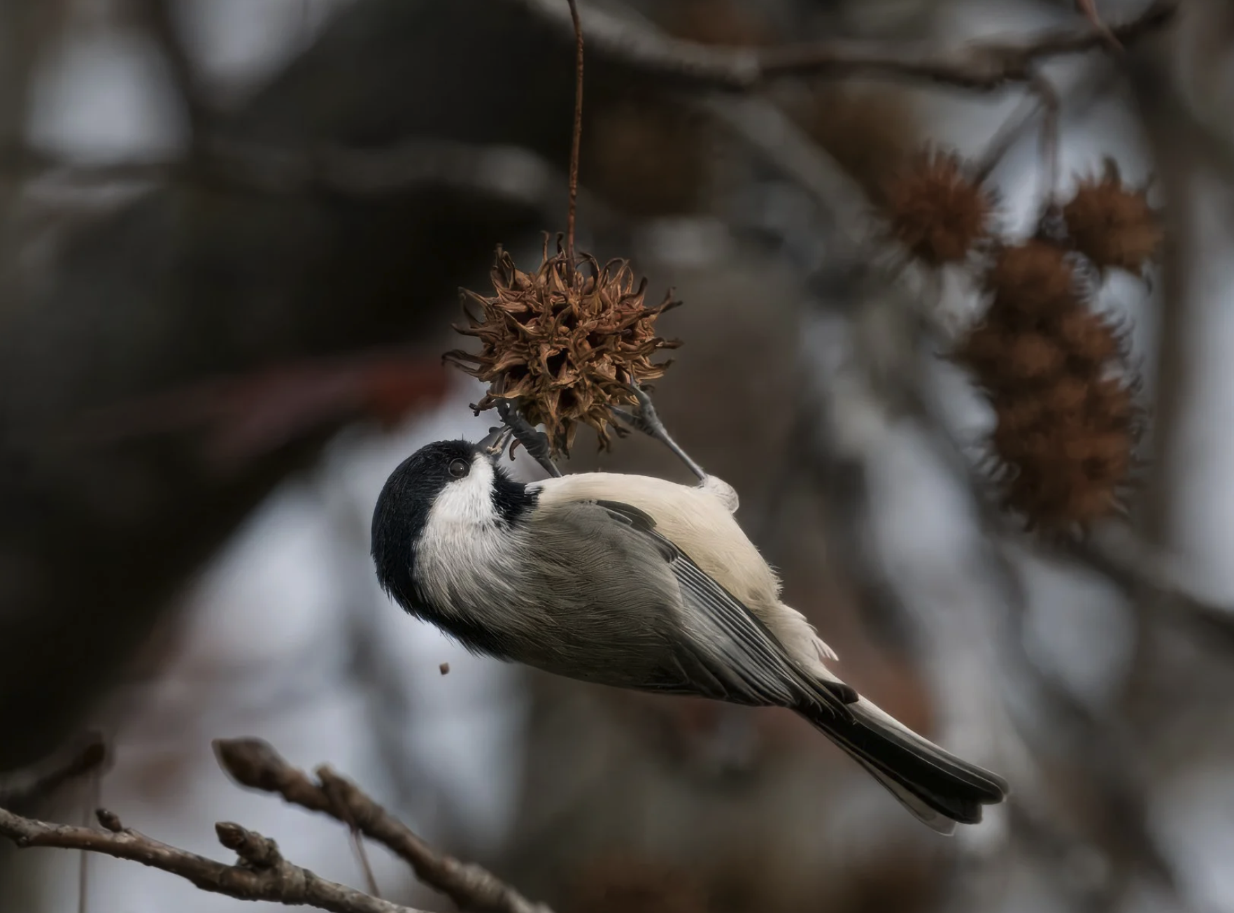 Chickadee Enjoying A Sweet Gum Seed Snack