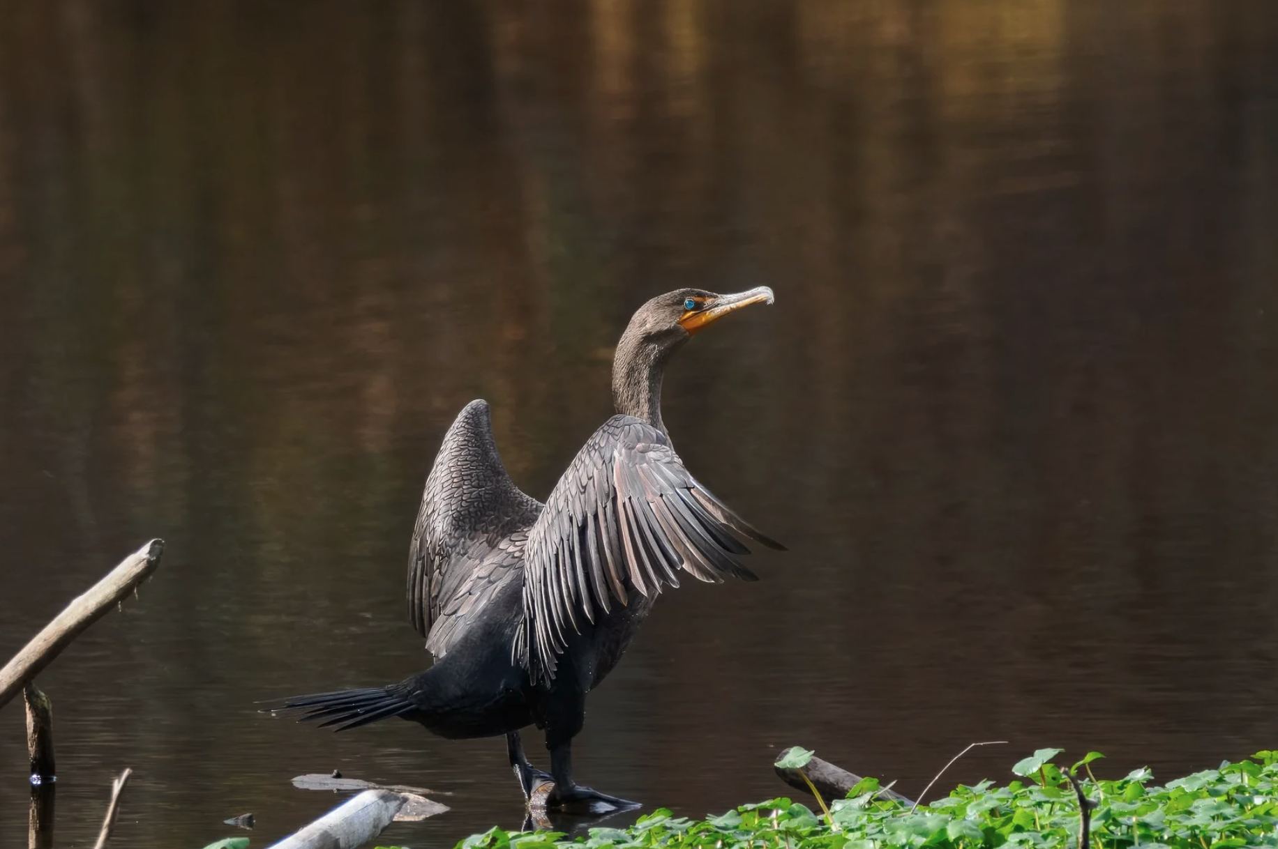 Double-breasted Cormorant 