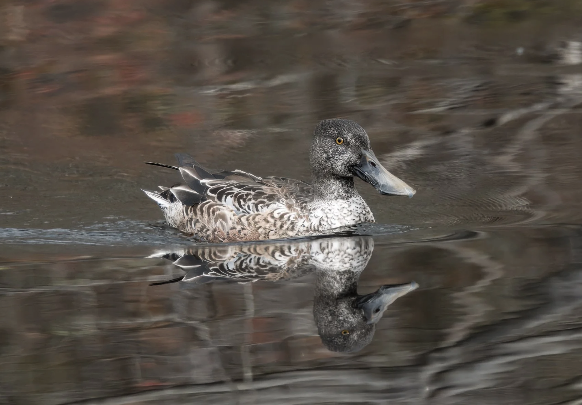 Female Shoveler