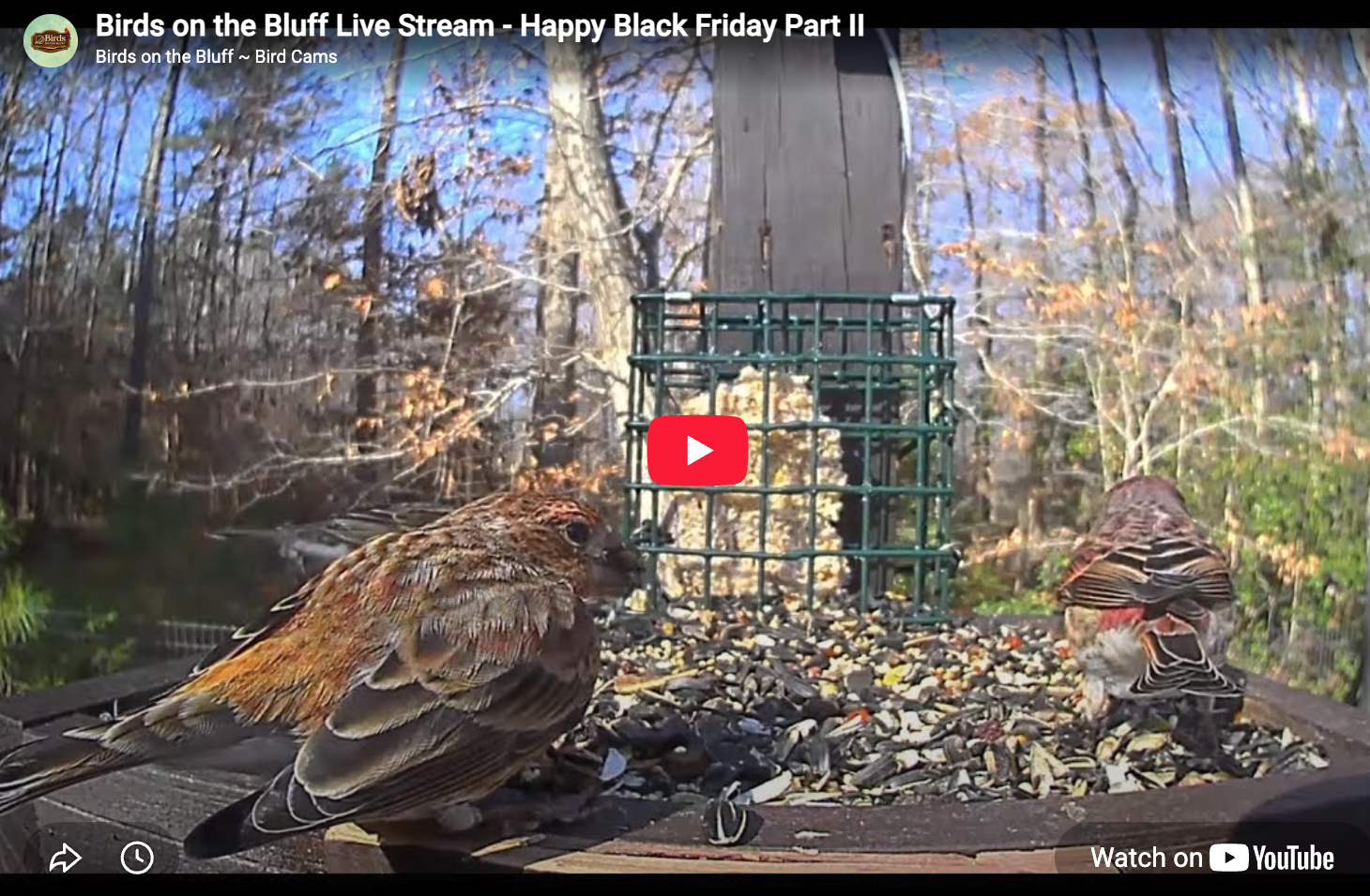 Live Streams Black Friday - Nov 29, 2024