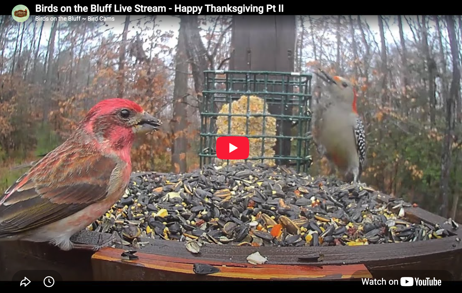 Happy Thanksgiving from the Birds on the Bluff 