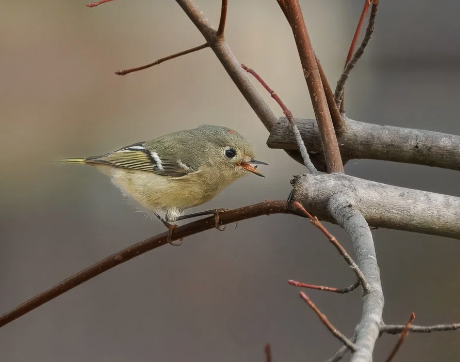 Ruby-crowned Kinglet