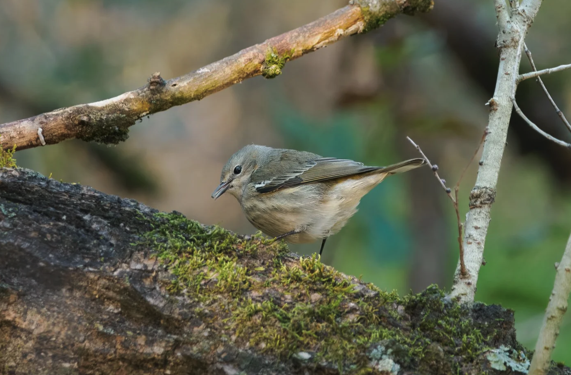 Cape May Warbler - Lifer