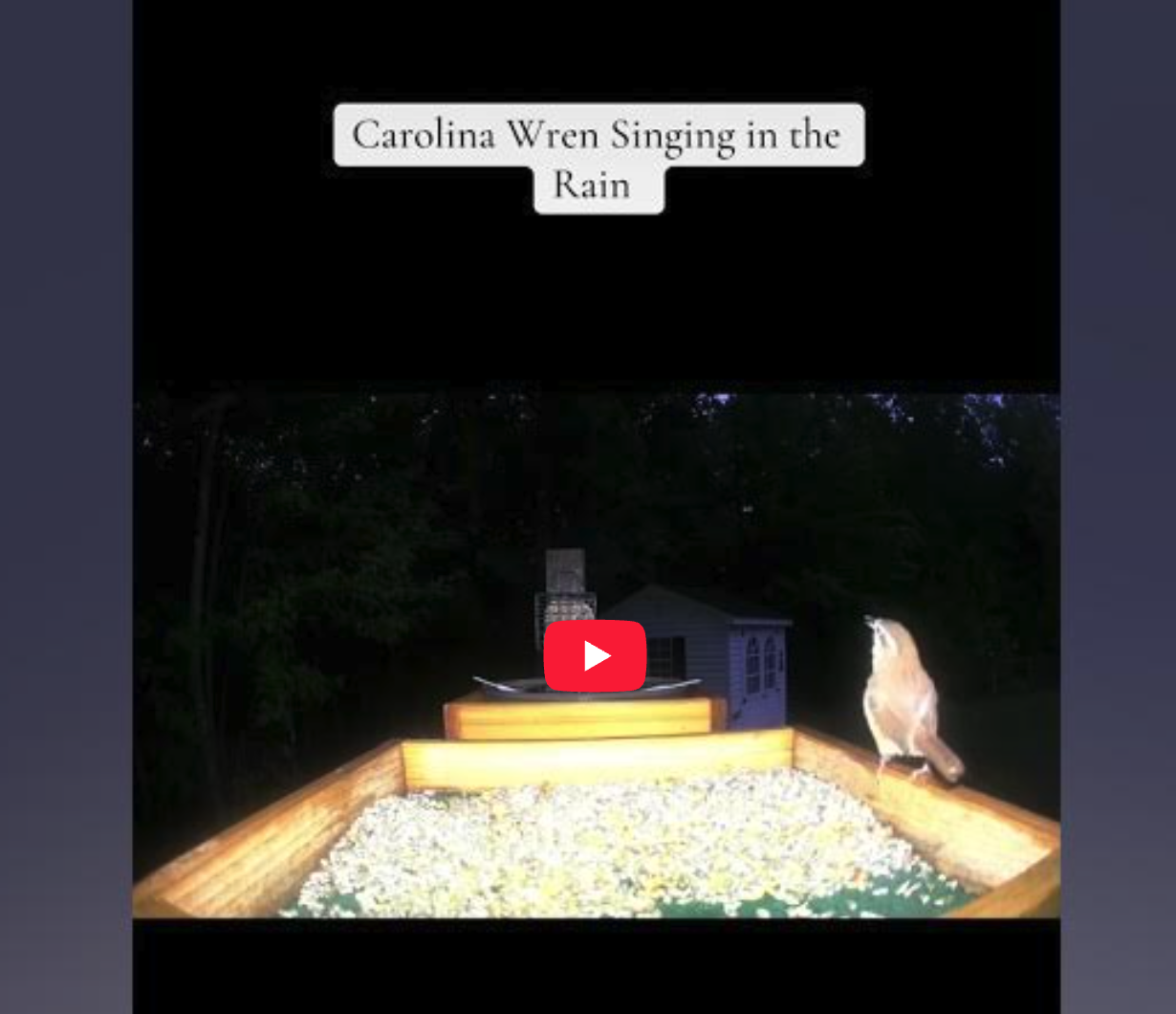 Carolina Wren Singing in the Rain