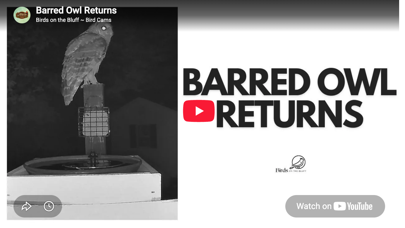 Barred Owl Returns